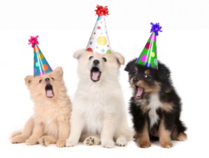 3 dogs in birthday hats singing