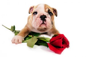 English bull dog puppy with a red rose