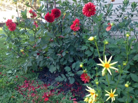 Flowers--Dahlias red and yellow