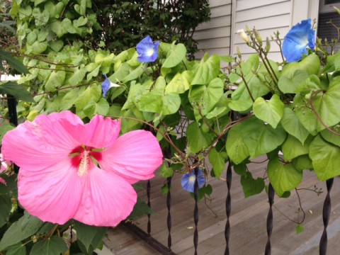 Flowers--Morning Glories and Hibiscus